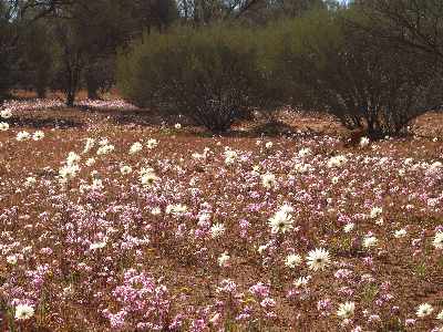 A partial carpet of wildflowers on the way to Mount Magnet