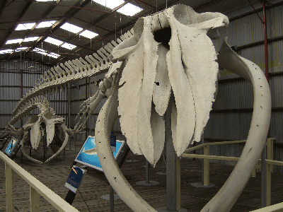 Two whale skeletons at the Whaling Station, Albany