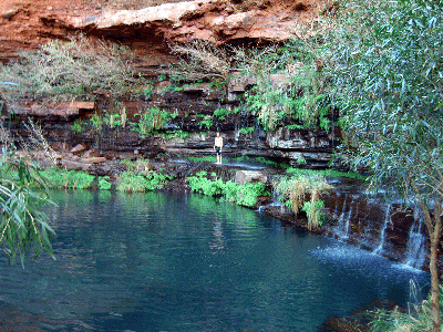 Hutch standing under the warmer water of a waterfall in Circular Pool in Dales Gorge, Karijini National Park
