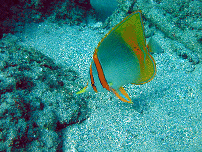 A butterfly fish under the Exmouth Navy wharf