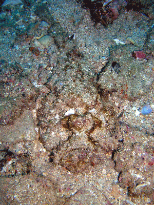 Spot the stone fish—the grumpy one under the Exmouth Navy wharf