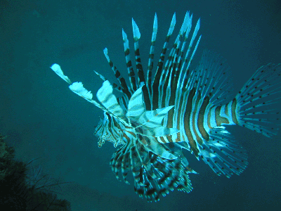 One of the many Lion fish under the Exmouth Navy wharf