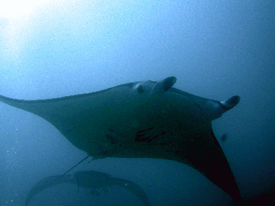 Two manta rays on Ningaloo reef