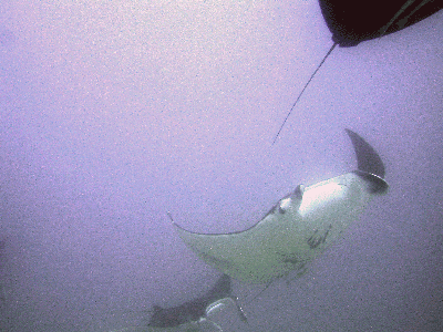Manta rays in formation over the cleaning station on Ningaloo Reef