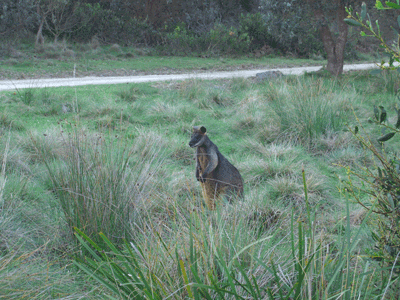 Yellow fronted wallaby