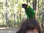 The cheeky 'wild' parrot at our Wellington dam camp