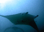 Two manta rays on Ningaloo reef