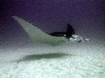Manta ray low flying over the sand