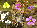 Small flowers in Mirima National Park