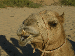 Ghan, our camel