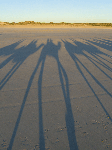 The long legs of the camels at sunset