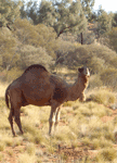 Camel on road to Yulara