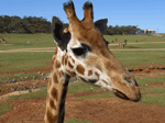 Gorgeous giraffe up close—Monarto