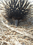 Baby Echidna at Tower Hill